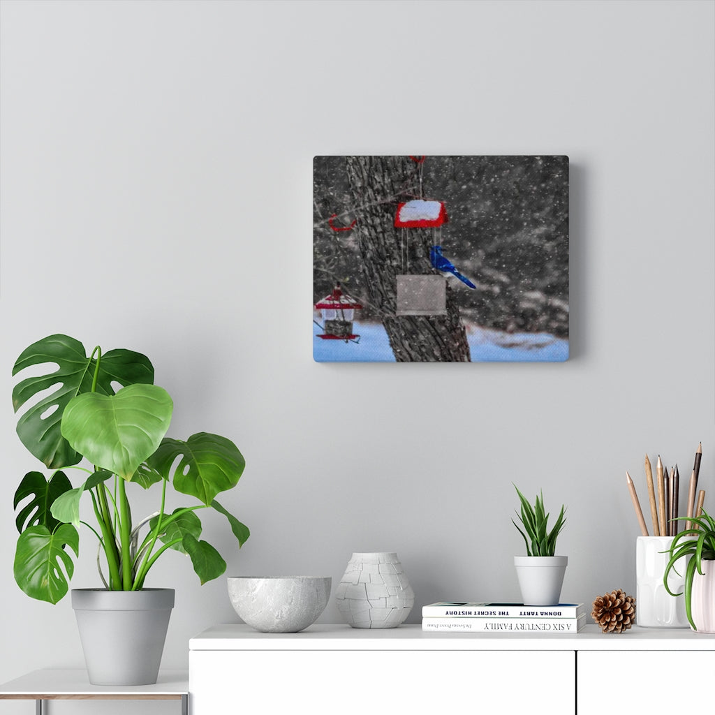 Blue Jay in Winter Stretched Canvas