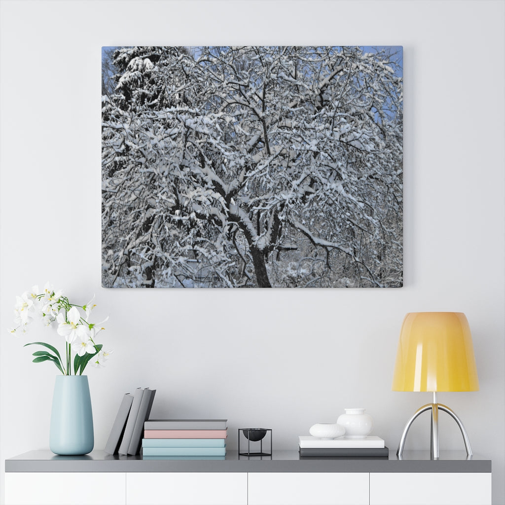 Crabapple in Winter Stretched Canvas