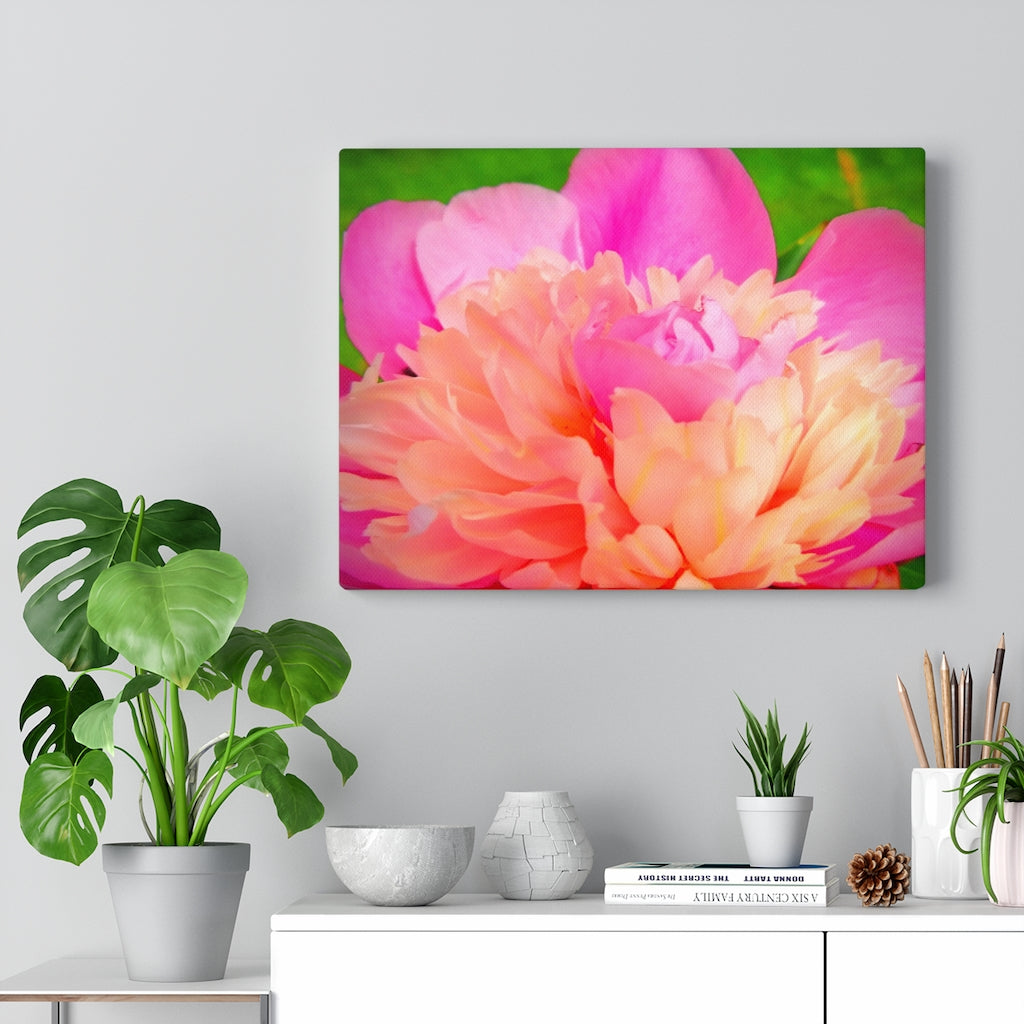 Pink Peony Stretched Canvas