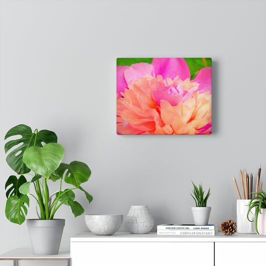 Pink Peony Stretched Canvas