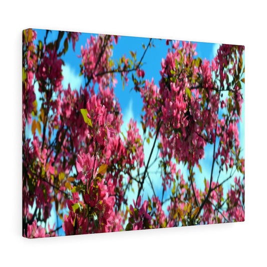 Flowering Crabapple Stretched Canvas