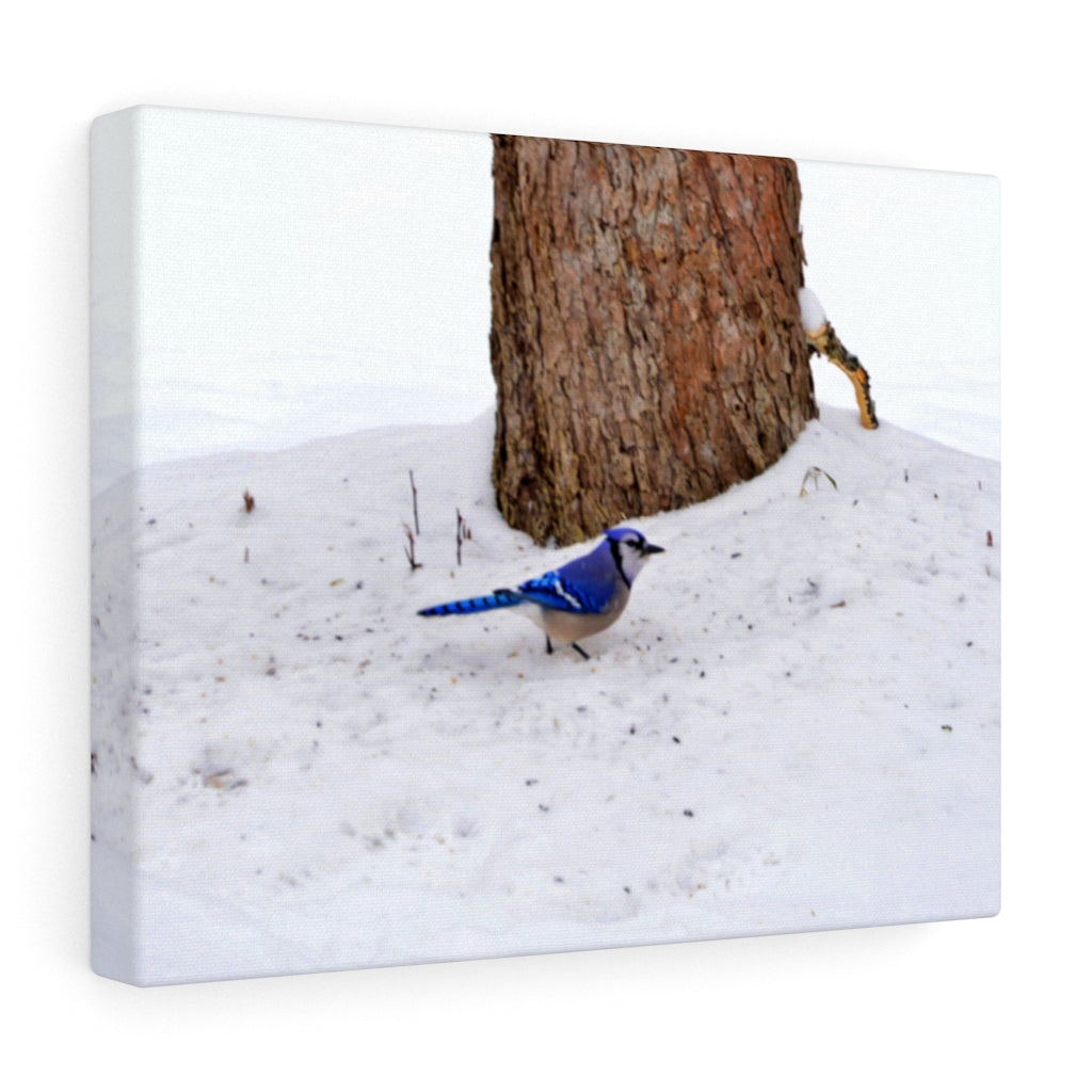 Blue Jay on the Ground Stretched Canvas