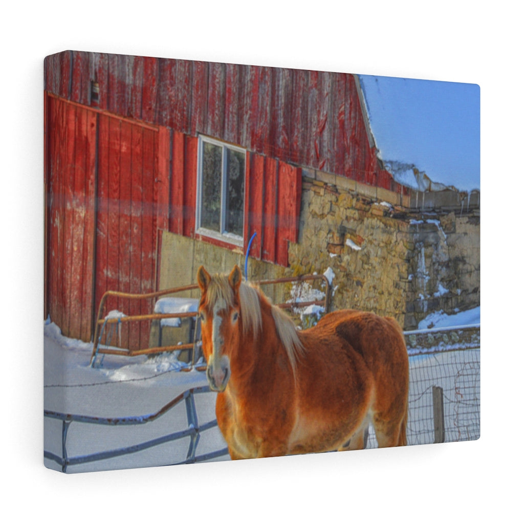 Haflinger Horse Stretched Canvas