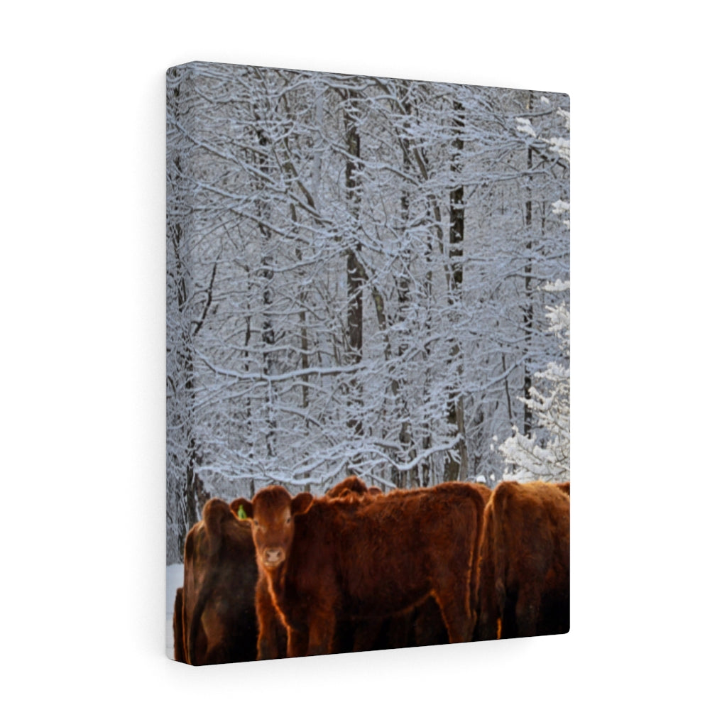 Winter Herd Stretched Canvas