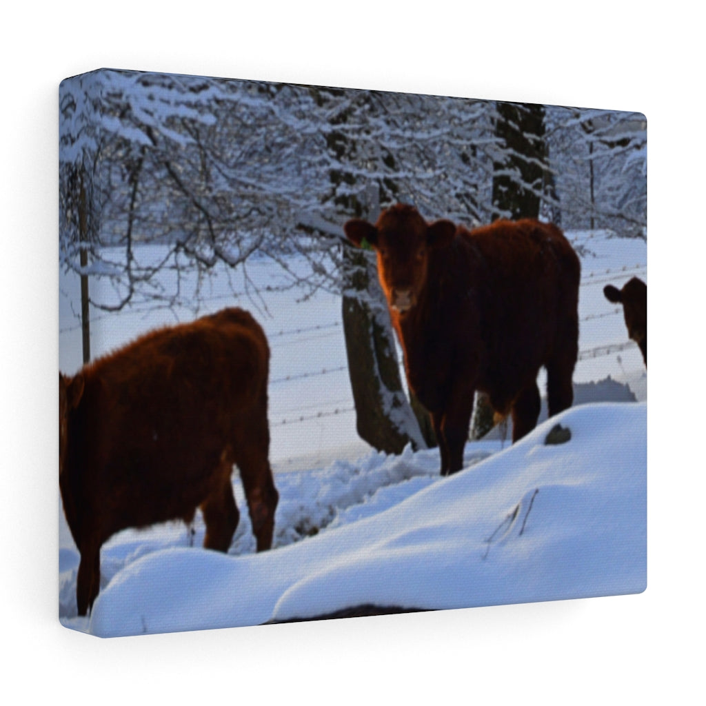 Winter Cows Stretched Canvas