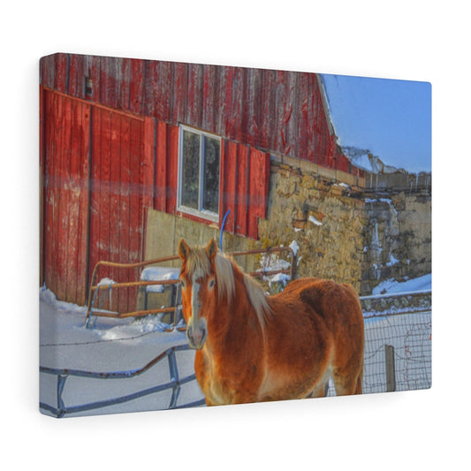 Haflinger Horse Stretched Canvas