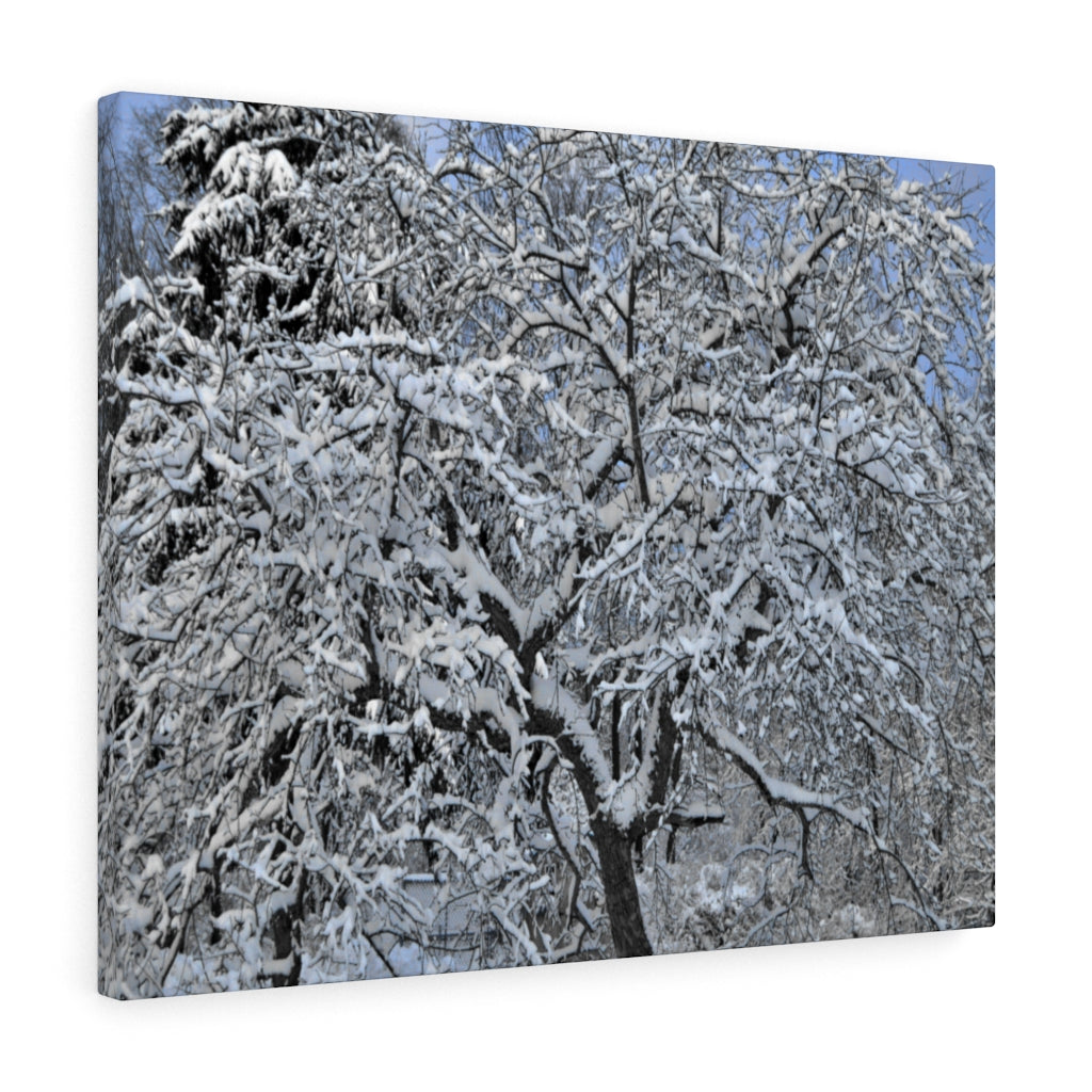 Crabapple in Winter Stretched Canvas