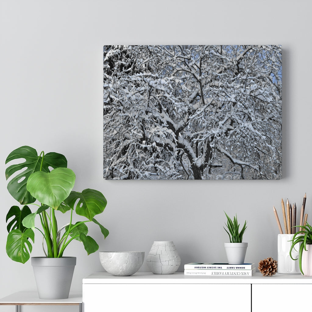 Crabapple in Winter Stretched Canvas