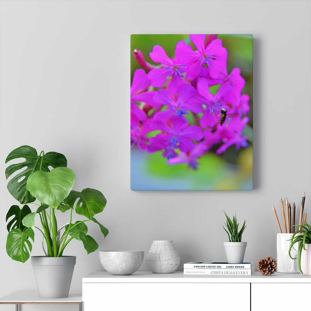 Sweet William Catchfly Stretched Canvas