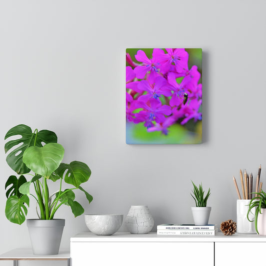 Sweet William Catchfly Stretched Canvas