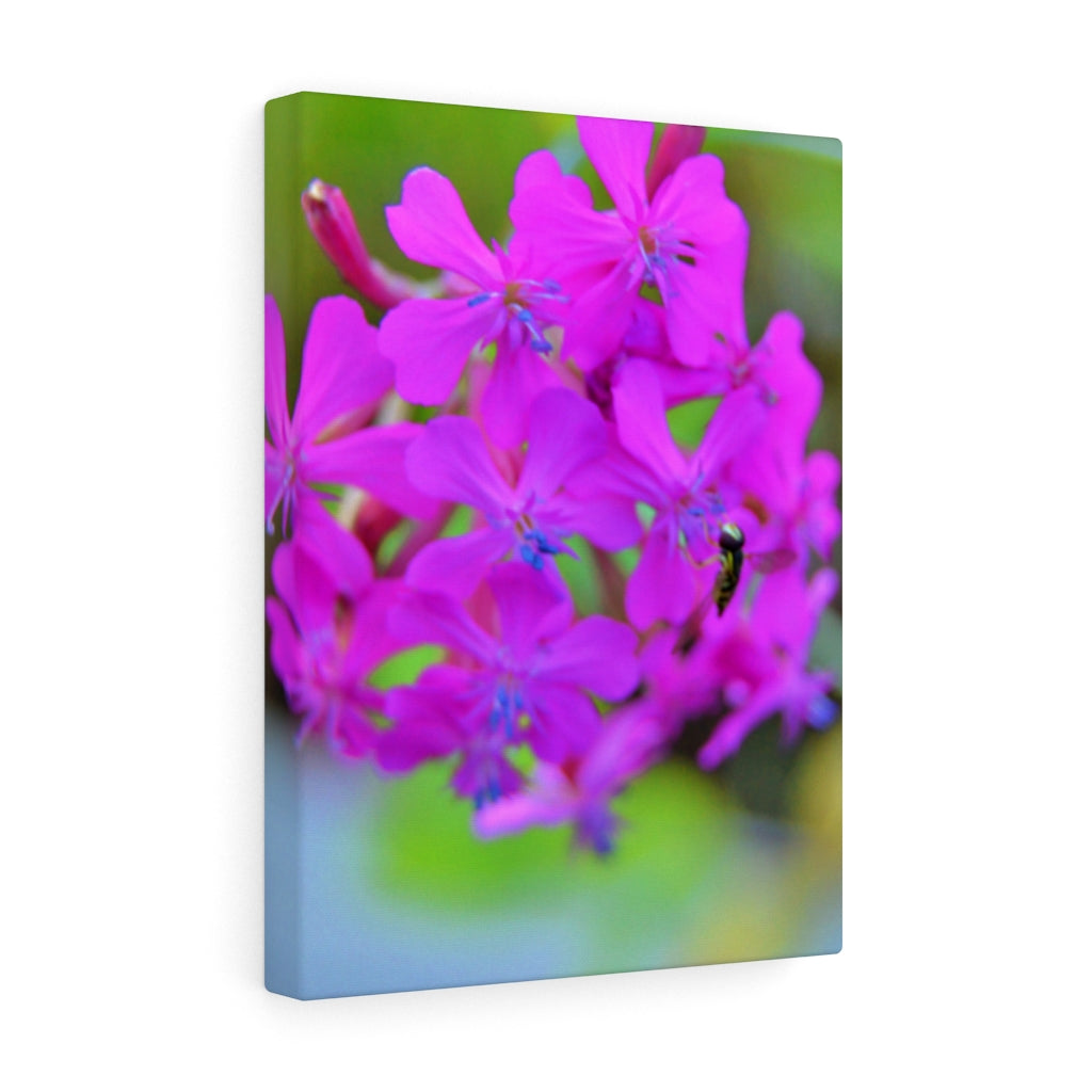 Sweet William Catchfly Stretched Canvas