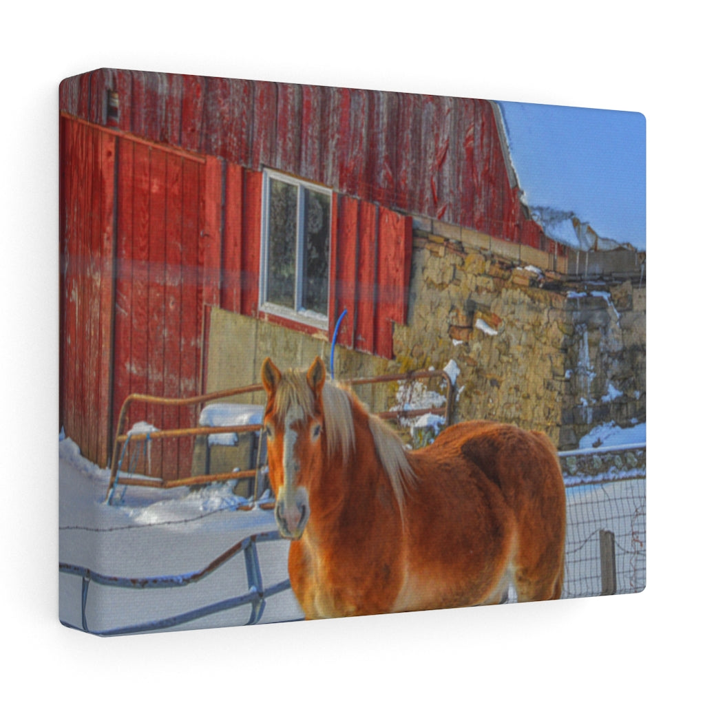 Haflinger Horse Stretched Canvas