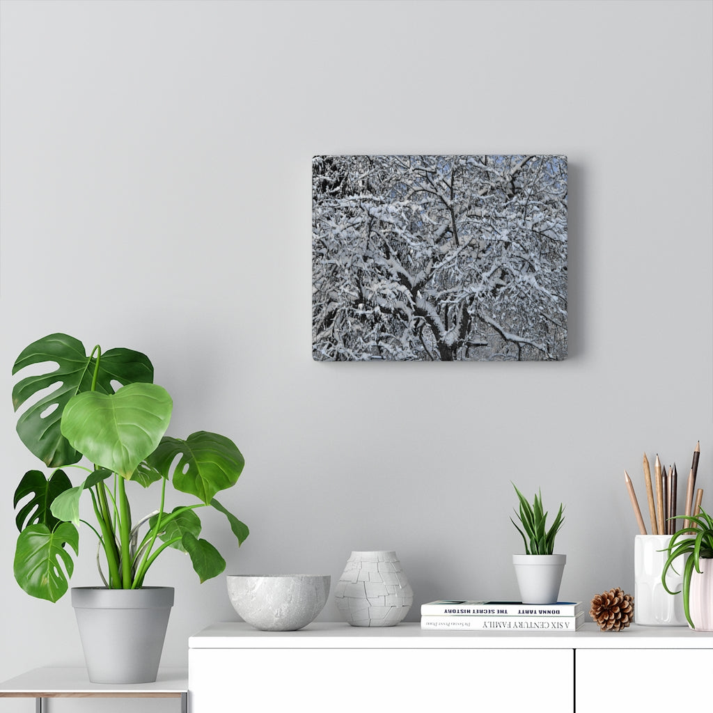 Crabapple in Winter Stretched Canvas