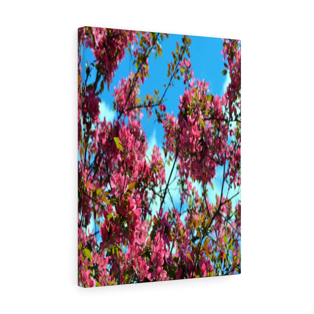 Flowering Crabapple Stretched Canvas