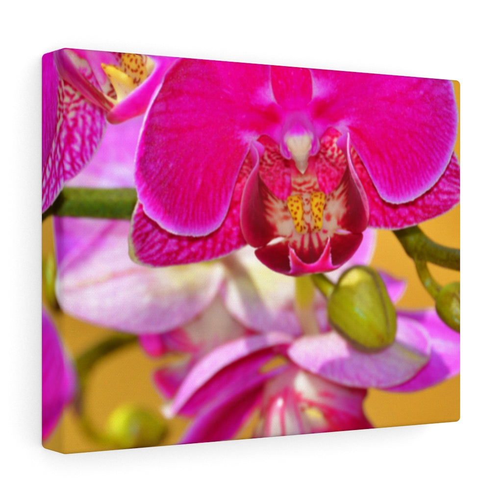 Orchid Stretched Canvas