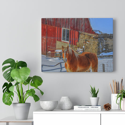 Haflinger Horse Stretched Canvas