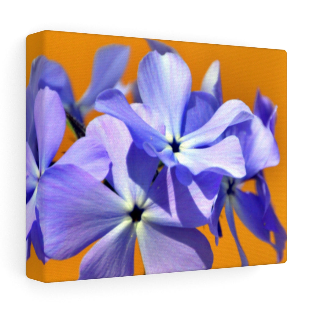 Wild Blue Phlox Stretched Canvas