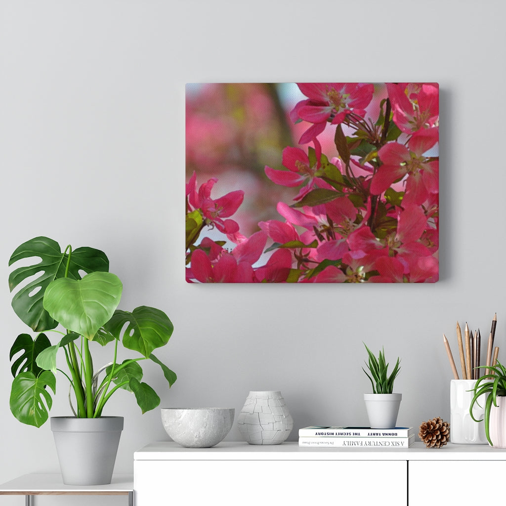 Flowering Crabapple2 Stretched Canvas