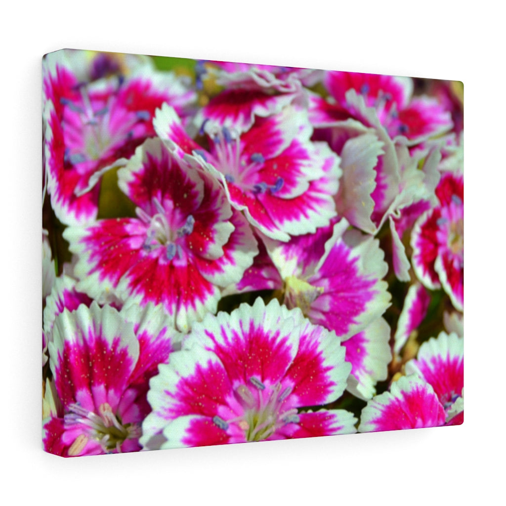 Dianthus Stretched Canvas