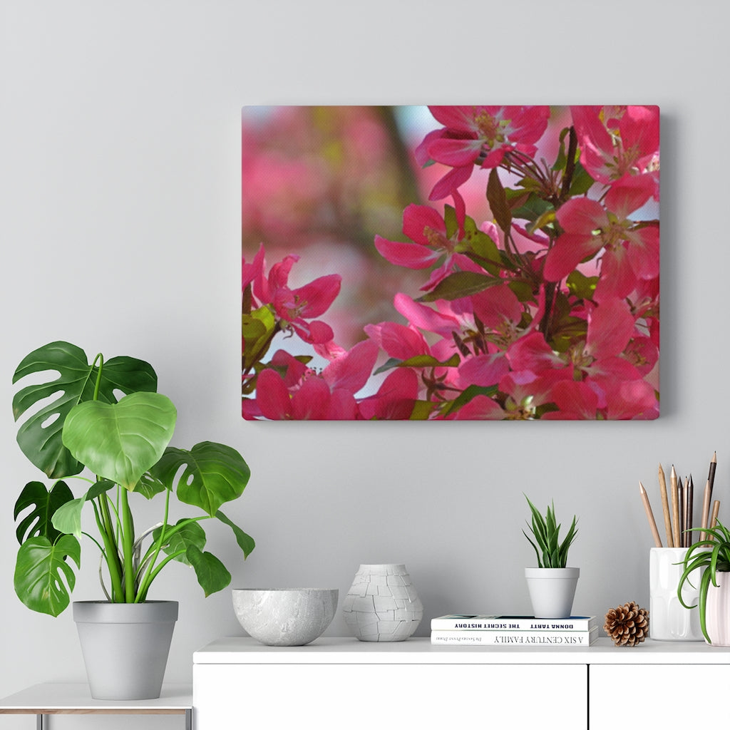 Flowering Crabapple2 Stretched Canvas