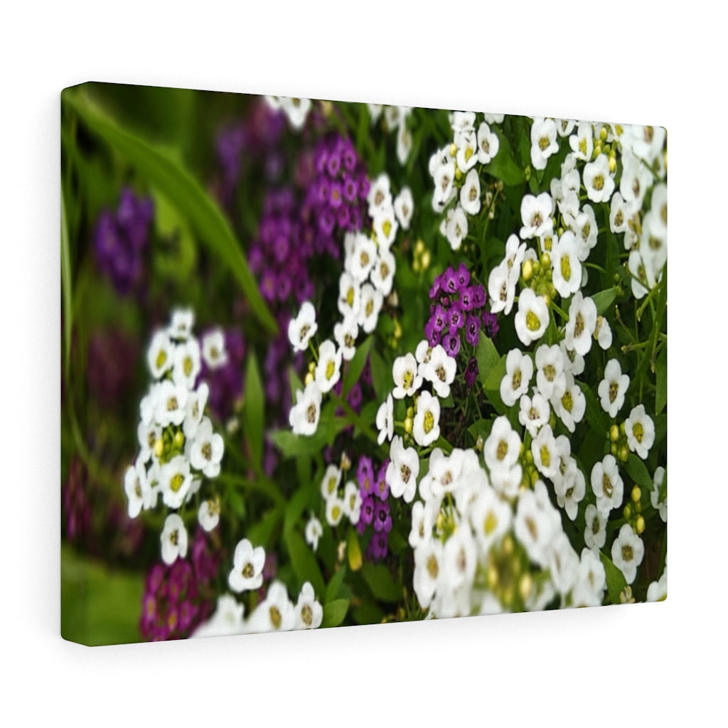 Sweet Alyssum Stretched Canvas