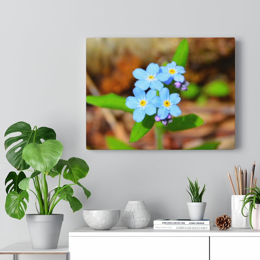 Woodland Forget Me Not on Stretched Canvas