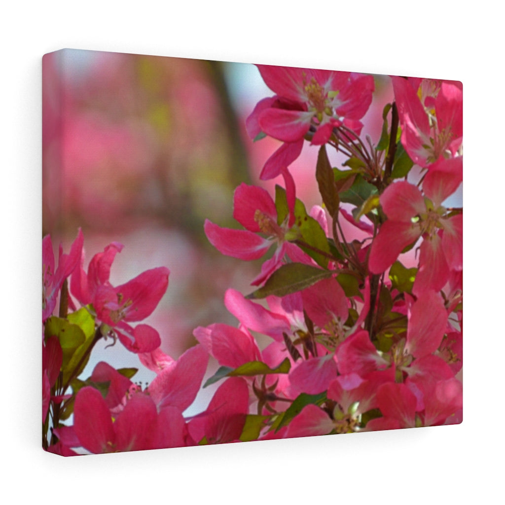 Flowering Crabapple2 Stretched Canvas