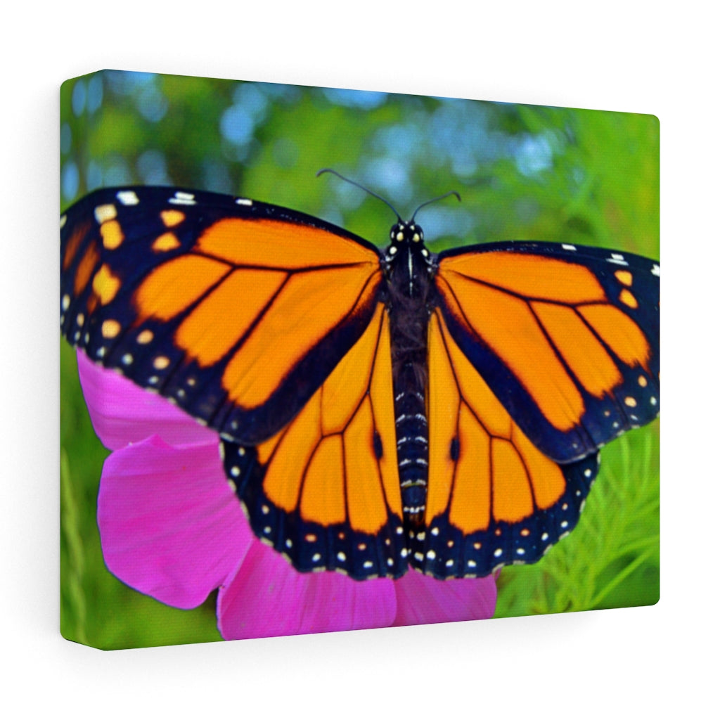 Marco the Monarch Butterfly Stretched Canvas