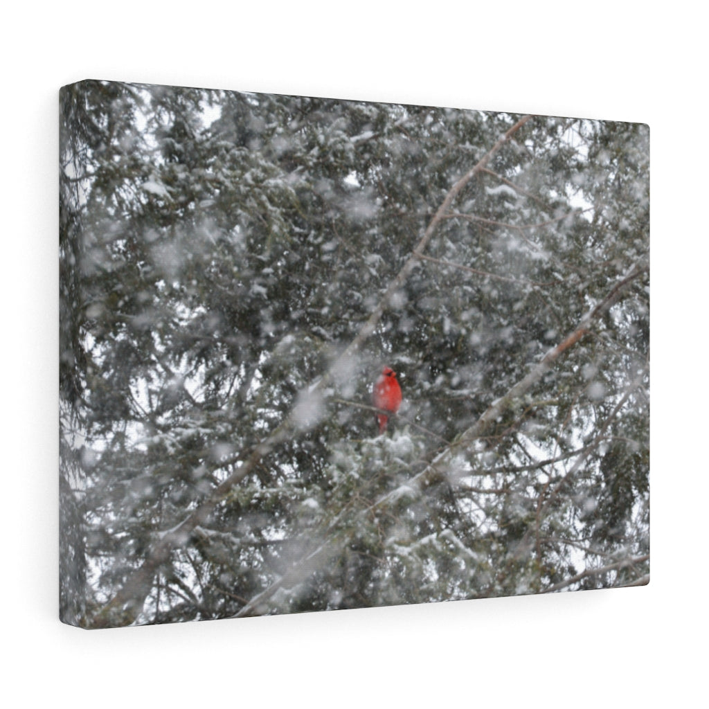 Hidden Cardinal on Stretched Canvas