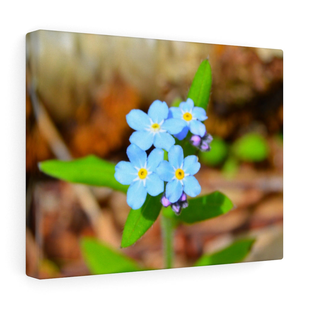 Woodland Forget Me Not on Stretched Canvas