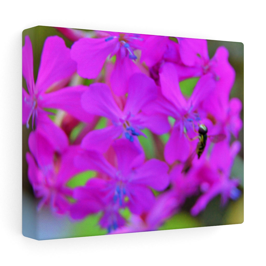 Sweet William Catchfly Stretched Canvas