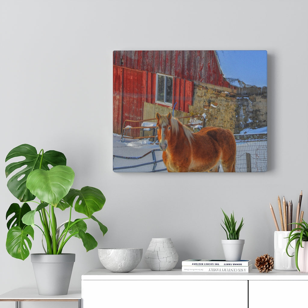 Haflinger Horse Stretched Canvas