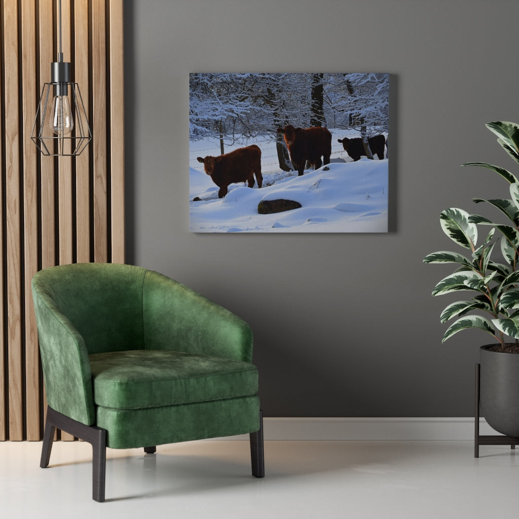 Winter Cows Stretched Canvas