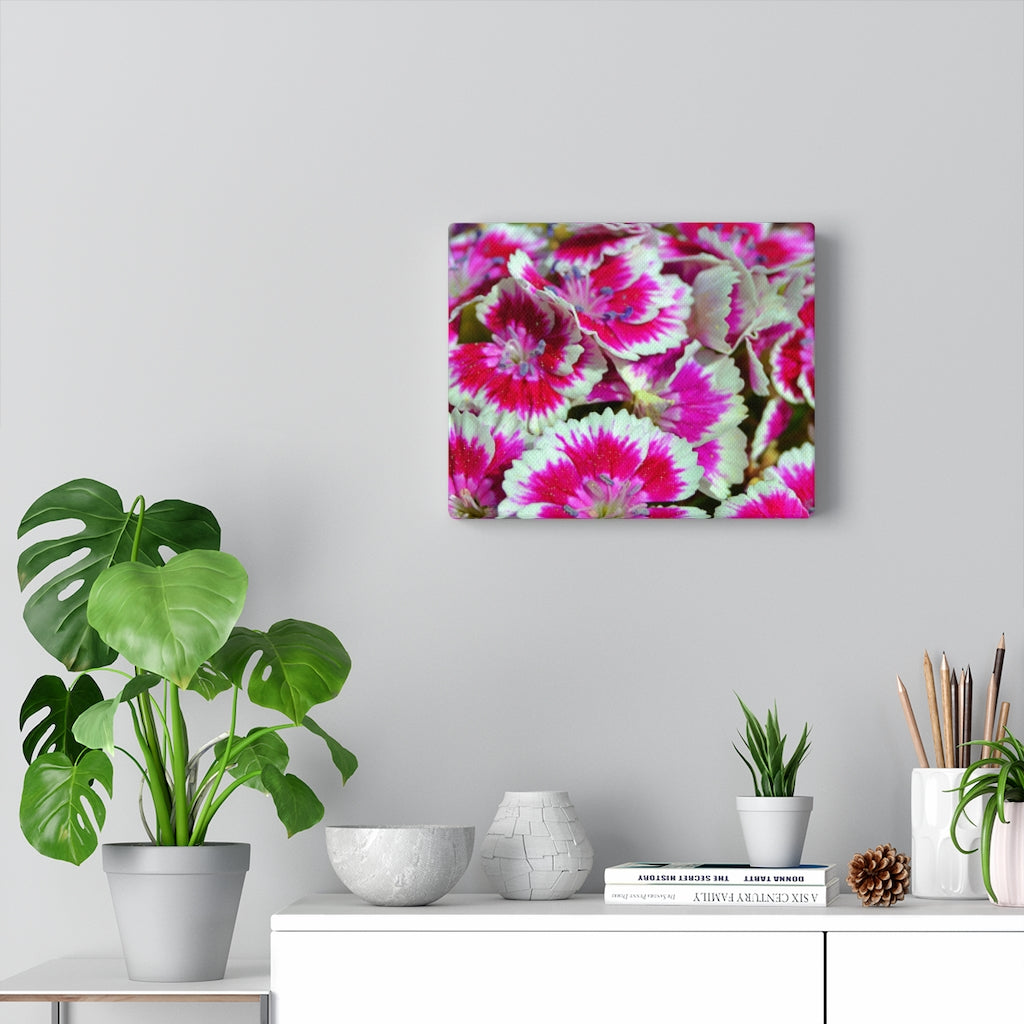 Dianthus Stretched Canvas