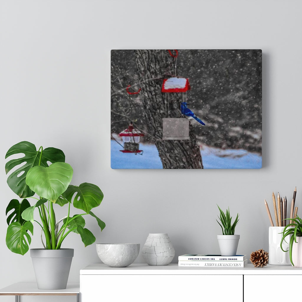 Blue Jay in Winter Stretched Canvas