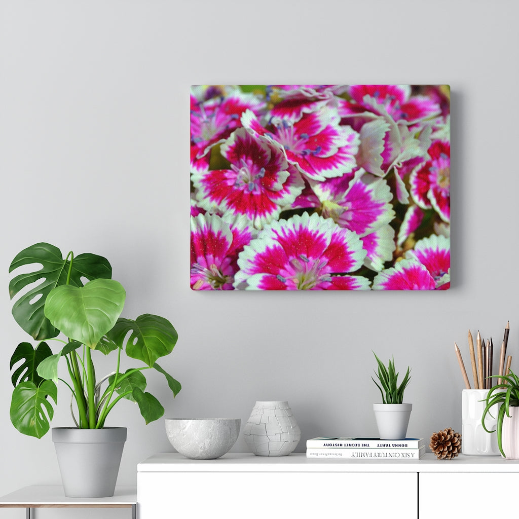 Dianthus Stretched Canvas