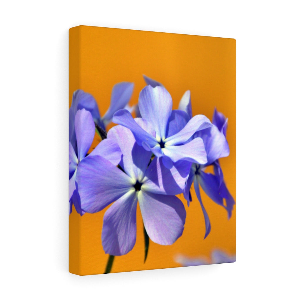 Wild Blue Phlox Stretched Canvas