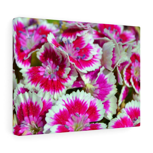 Dianthus Stretched Canvas