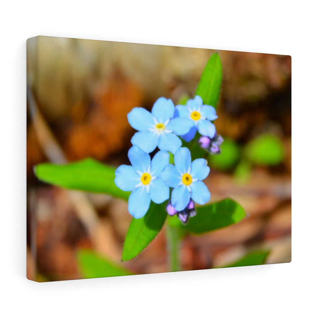 Woodland Forget Me Not on Stretched Canvas