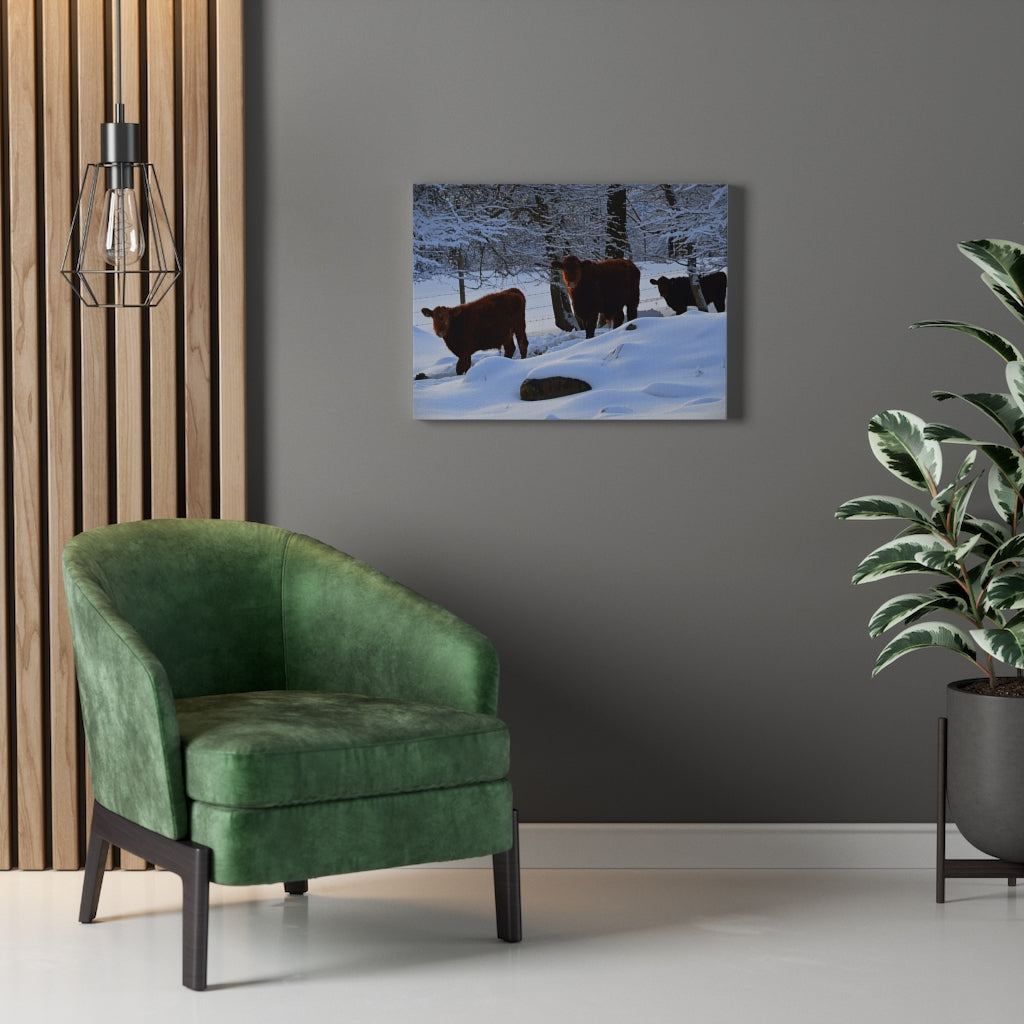 Winter Cows Stretched Canvas