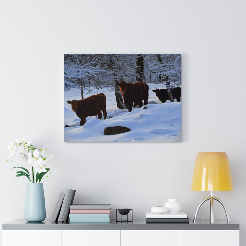 Winter Cows Stretched Canvas