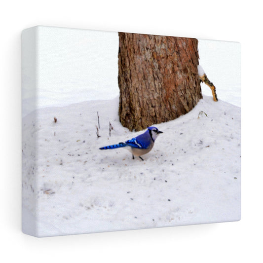 Blue Jay on the Ground Stretched Canvas
