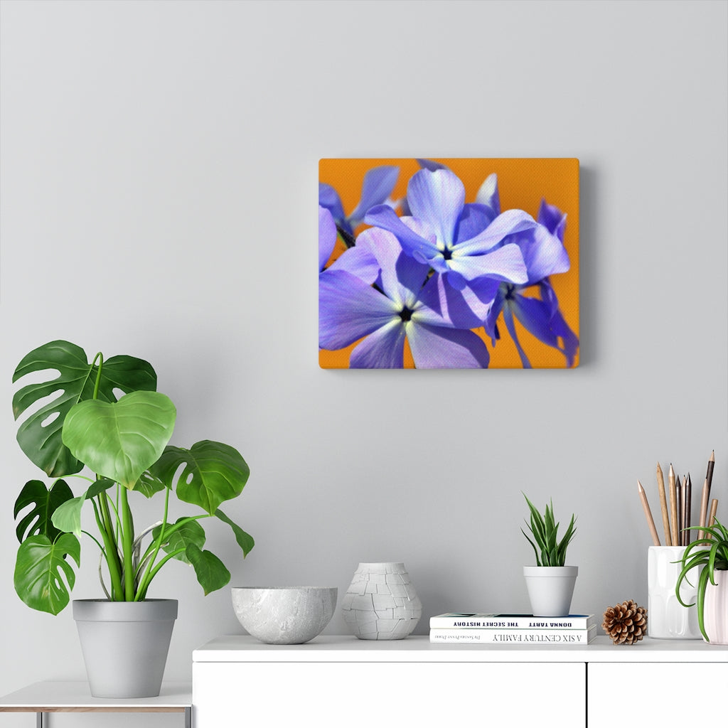 Wild Blue Phlox Stretched Canvas