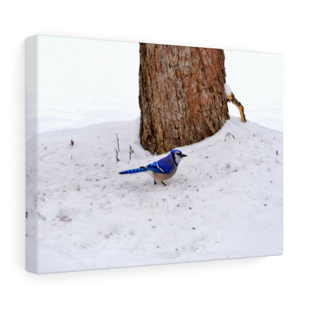 Blue Jay on the Ground Stretched Canvas