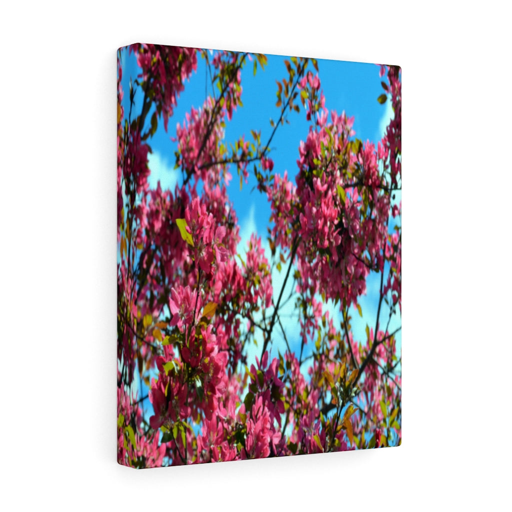 Flowering Crabapple Stretched Canvas