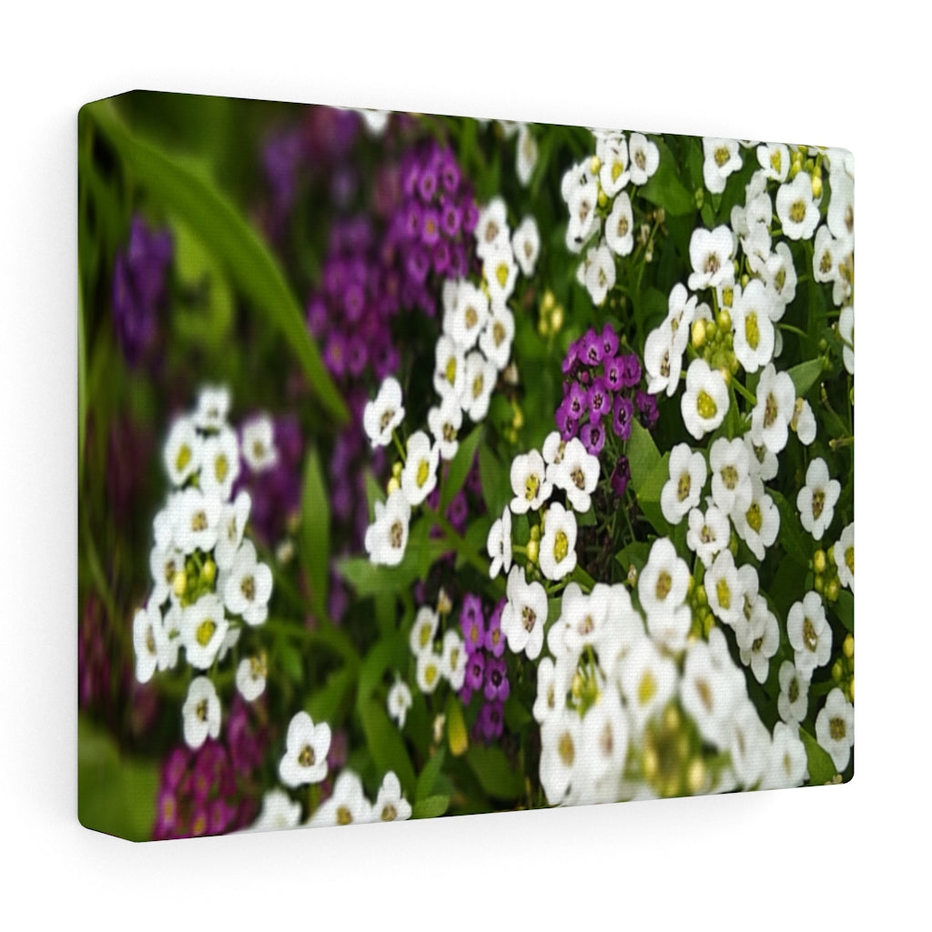 Sweet Alyssum Stretched Canvas