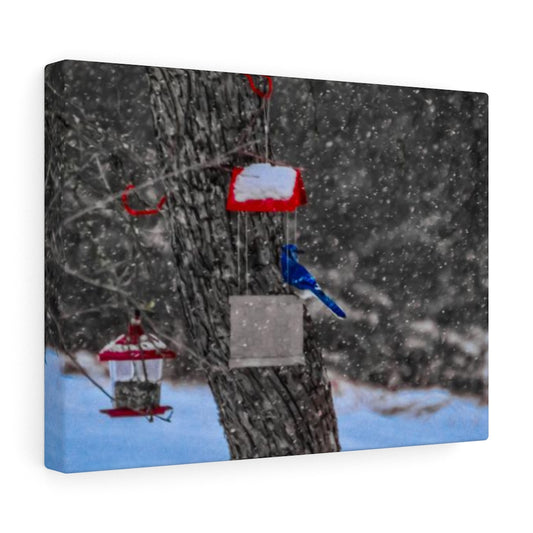 Blue Jay in Winter Stretched Canvas