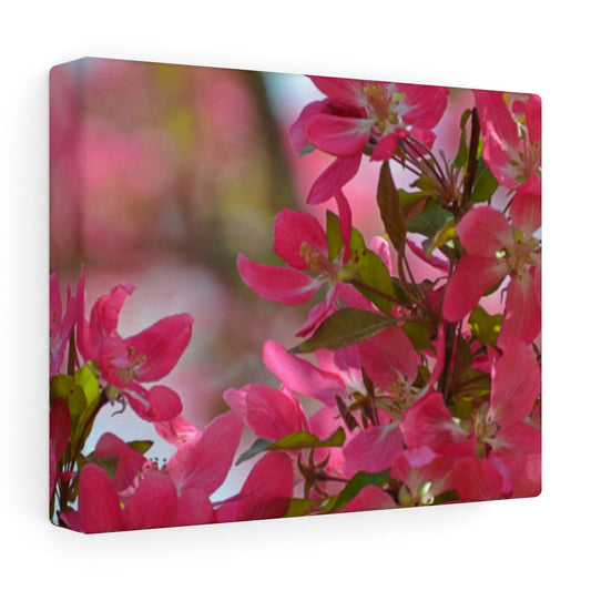 Flowering Crabapple2 Stretched Canvas