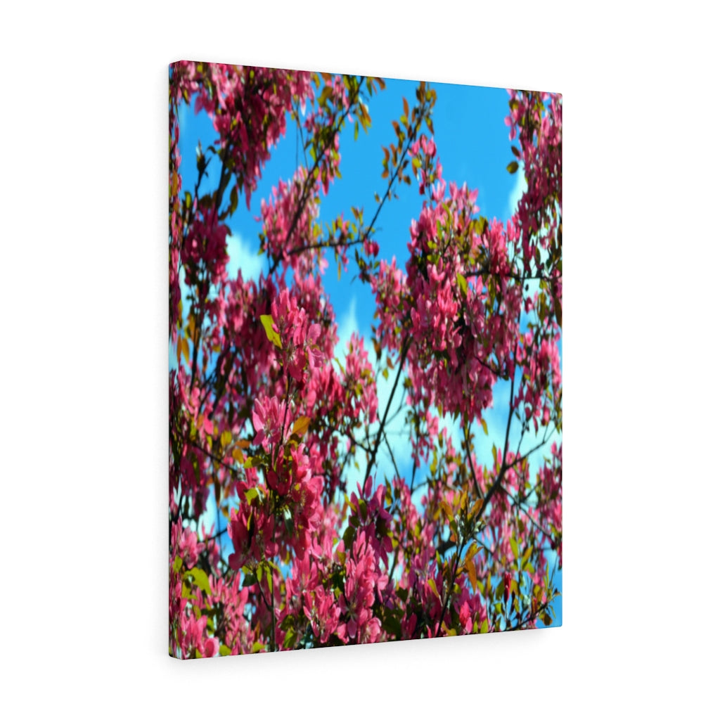 Flowering Crabapple Stretched Canvas