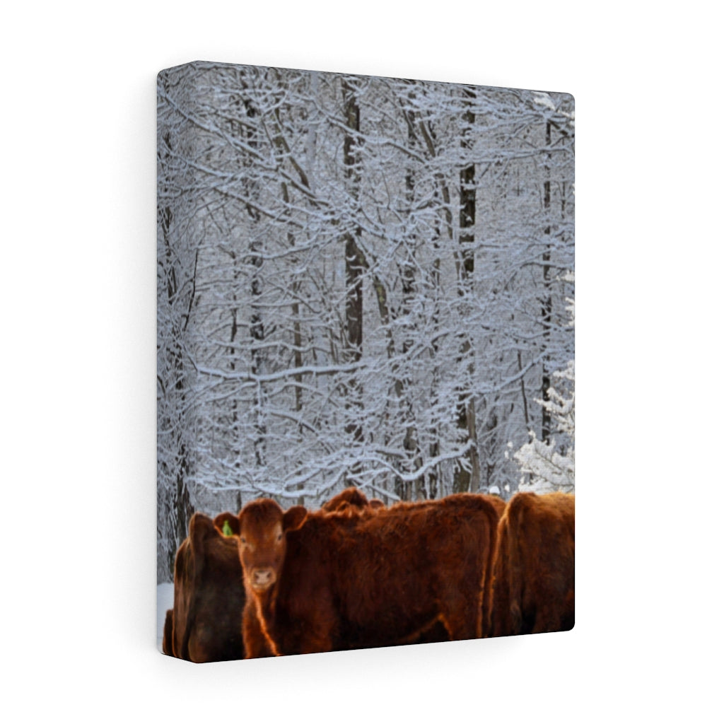 Winter Herd Stretched Canvas